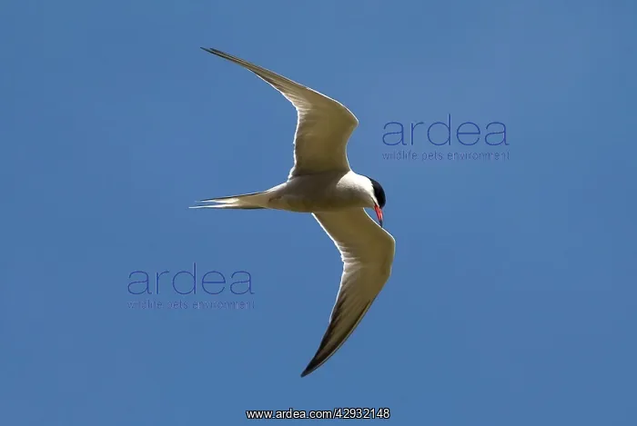 : Common Tern - adult : Common Tern - adult