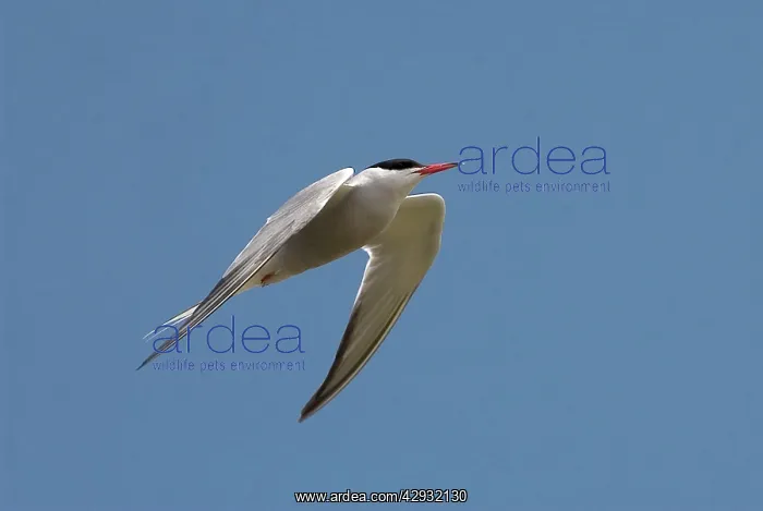 : Common Tern - adult in flight : Common Tern - adult in flight
