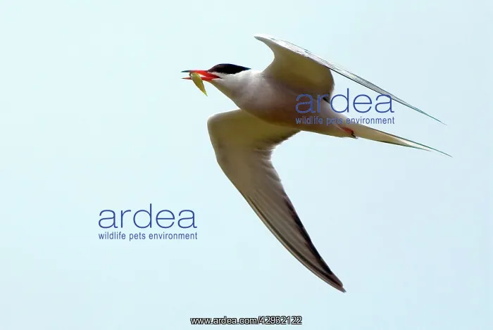 : Common Tern - adult with food for young : Common Tern - adult with food for young