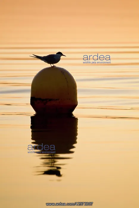 : Common Tern - on buoy at sunrise : Common Tern - on buoy at sunrise