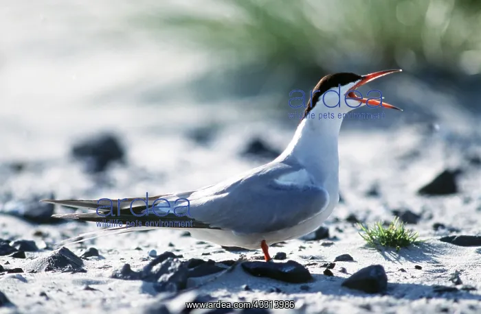 : COMMON TERN - CALLING : COMMON TERN - CALLING