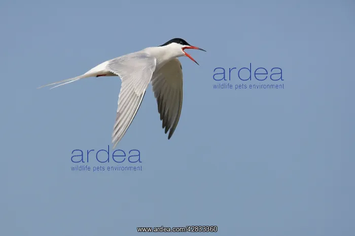 : Common Tern - Calling in flight : Common Tern - Calling in flight