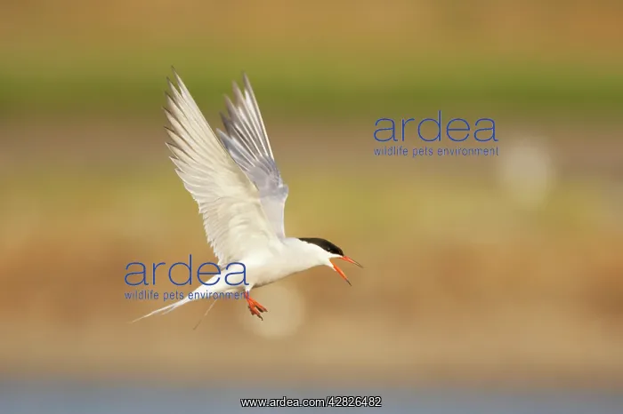 : Common Tern - Calling whilst coming in to land : Common Tern - Calling whilst coming in to land