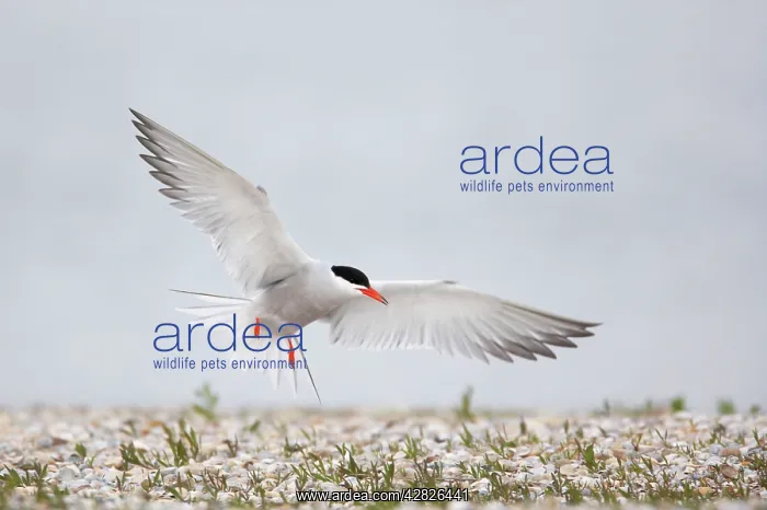 : Common Tern - Coming in to land at breeding site : Common Tern - Coming in to land at breeding site