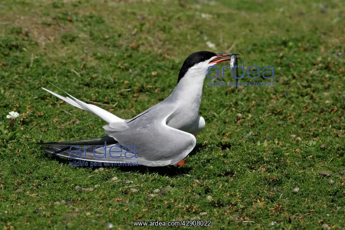 : Common Tern - courtship displaying with sandeel in beak : Common Tern - courtship displaying with sandeel in beak