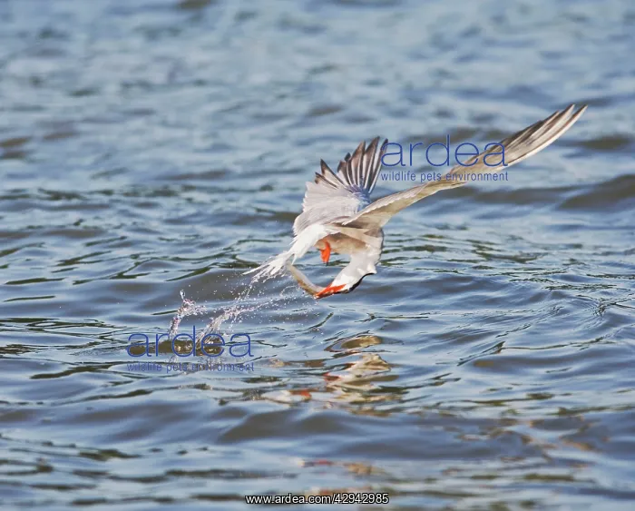 : Common tern E takes fish : Common tern E takes fish
