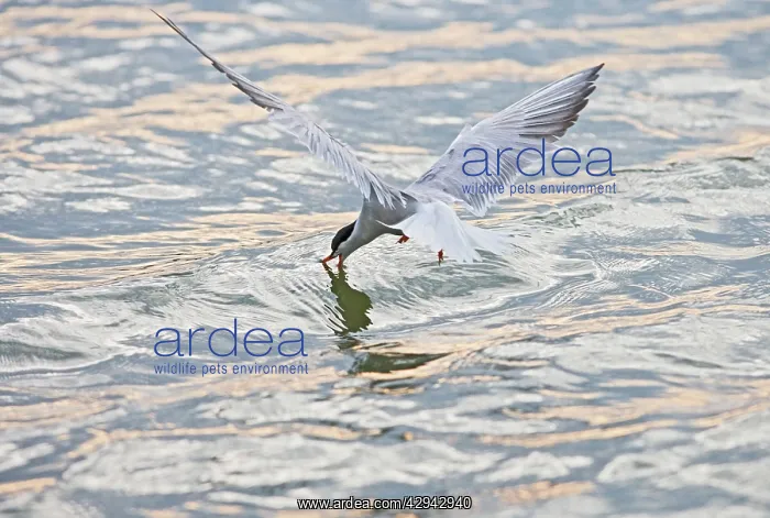 : Common Tern E takes fish at sunset : Common Tern E takes fish at sunset