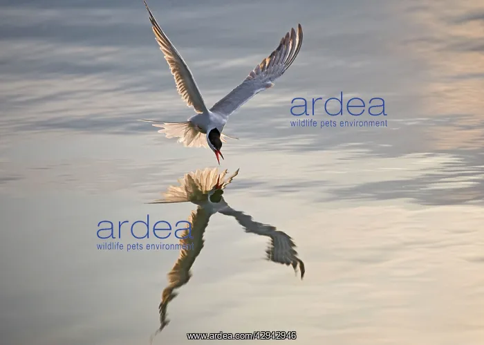 : Common Tern E takes fish at sunset : Common Tern E takes fish at sunset