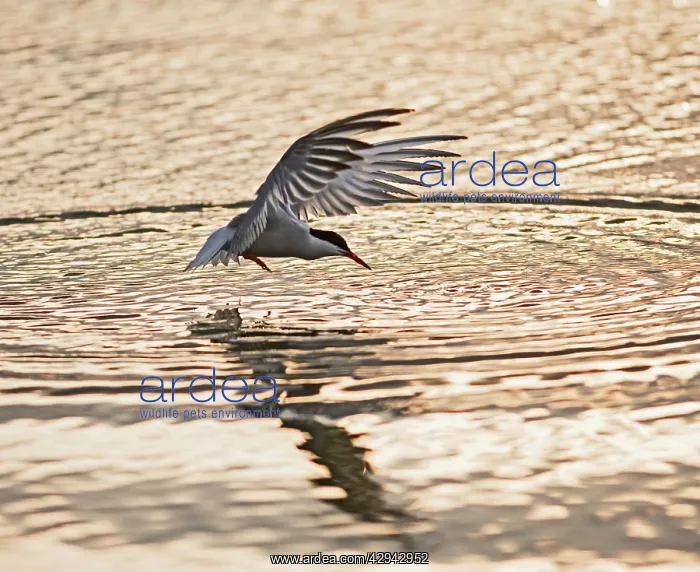: Common Tern E takes fish at sunset : Common Tern E takes fish at sunset