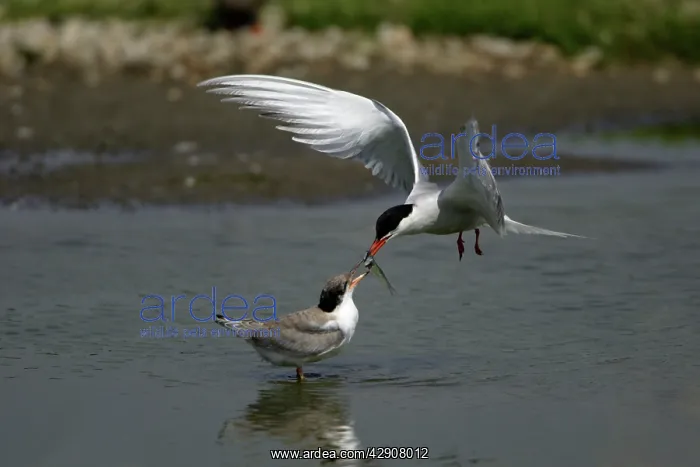 : Common Tern - feeding juvenile biird, on the wing : Common Tern - feeding juvenile biird, on the wing