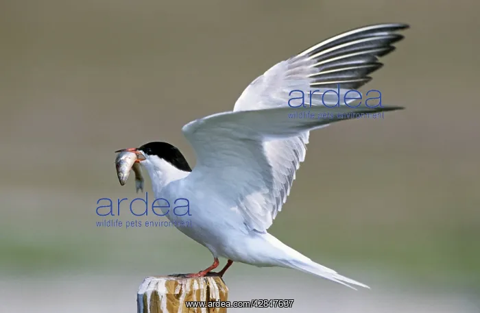 : Common Tern - with fish in beak and with wings open : Common Tern - with fish in beak and with wings open