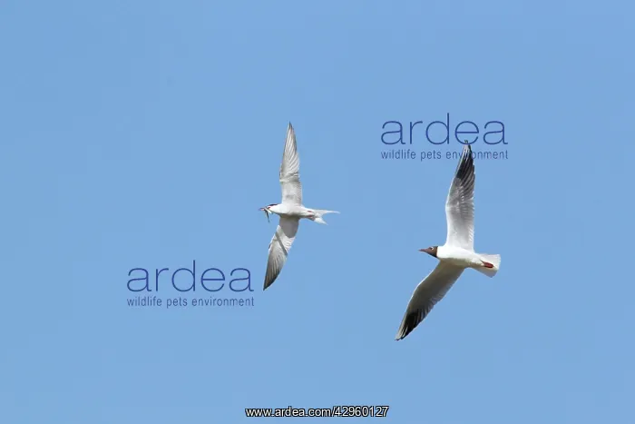 : Common Tern with fish being chased by Black-headed Gull : Common Tern with fish being chased by Black-headed Gull
