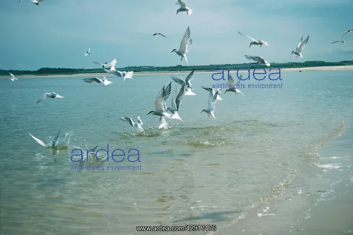 : Common Tern - fishing : Common Tern - fishing