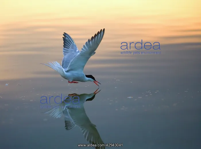 : Common Tern fishing at sunset : Common Tern fishing at sunset