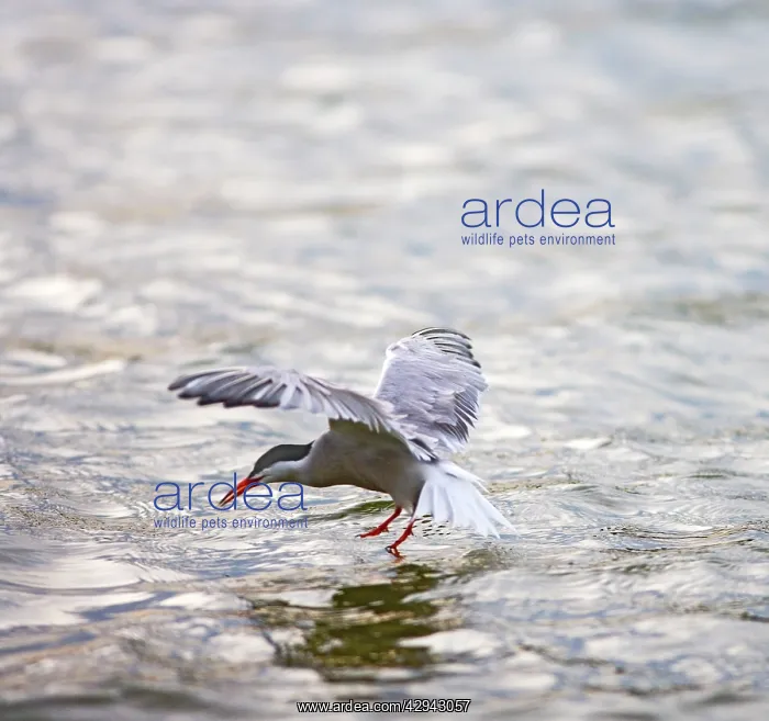 : Common tern fishing at sunset : Common tern fishing at sunset