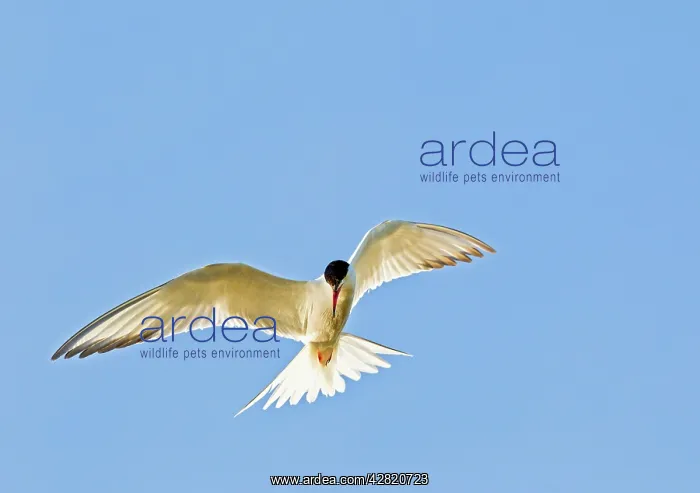 : Common Tern - in flight : Common Tern - in flight