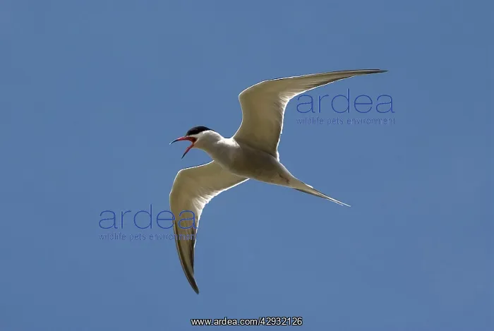 : Common Tern - in flight : Common Tern - in flight
