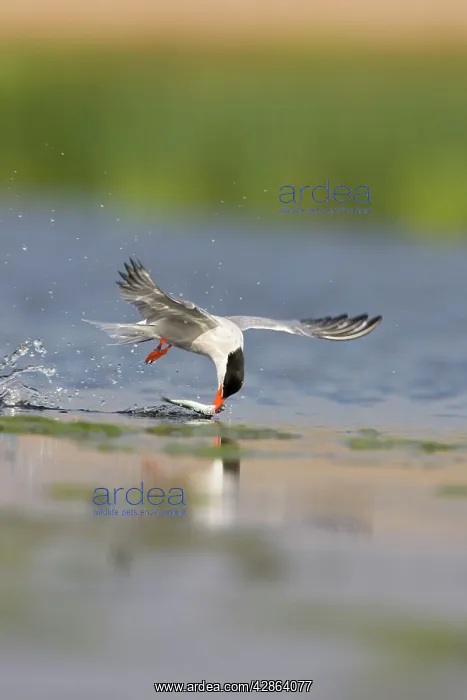 : Common Tern - In flight, dipping sandeel into : Common Tern - In flight, dipping sandeel into