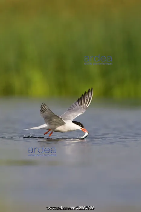 : Common Tern - In flight, dipping sandeel into : Common Tern - In flight, dipping sandeel into
