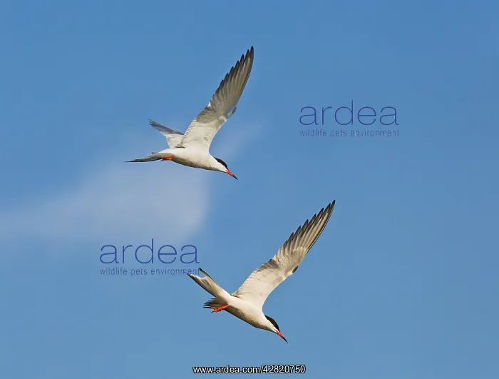 : Common Tern - in flight fishing : Common Tern - in flight fishing