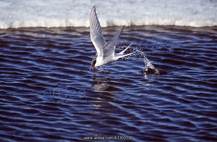 : COMMON TERN - in flight, fishing : COMMON TERN - in flight, fishing