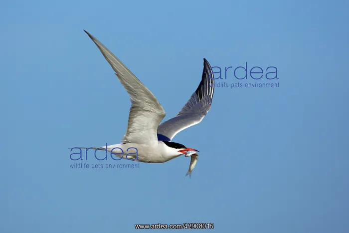 : Common Tern - in flight with sandeel in beak : Common Tern - in flight with sandeel in beak