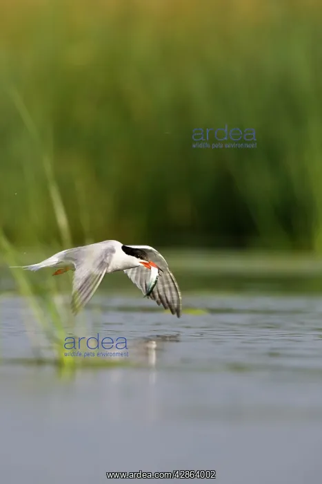 : Common Tern - In flight, with a sandeel held in its bill : Common Tern - In flight, with a sandeel held in its bill