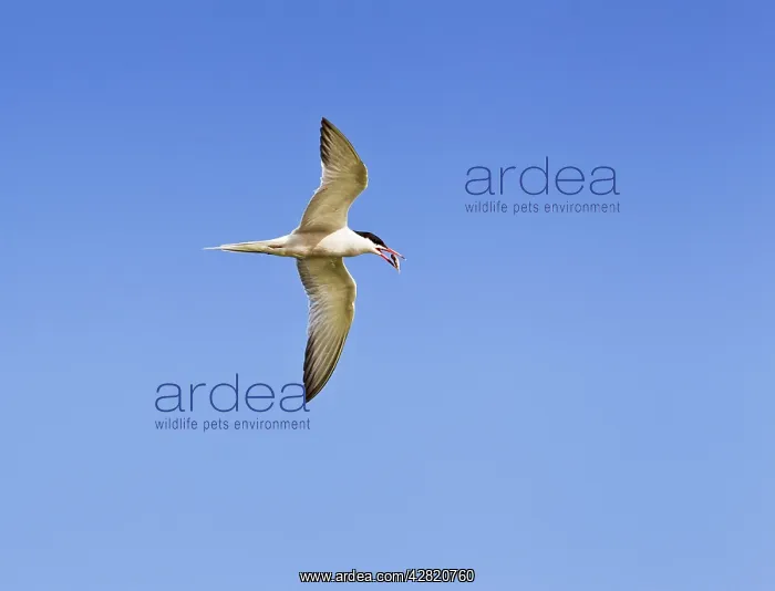 : Common Tern - flipping fish in flight : Common Tern - flipping fish in flight