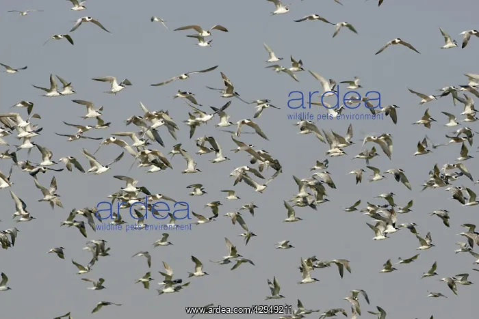 : Common Tern - flock in flight - Seashore : Common Tern - flock in flight - Seashore