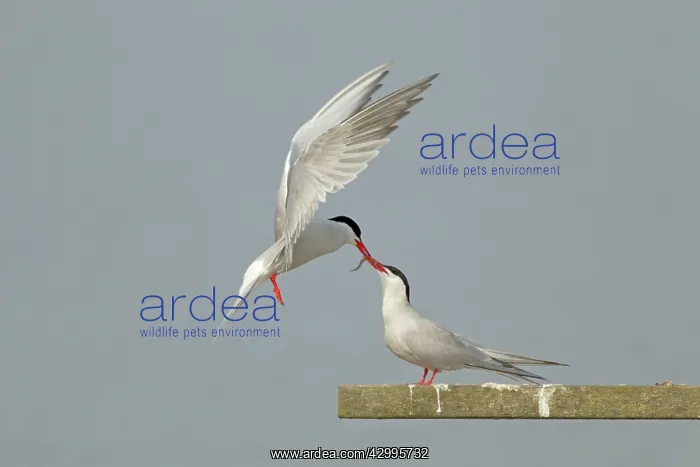 : Common Tern - food pass : Common Tern - food pass