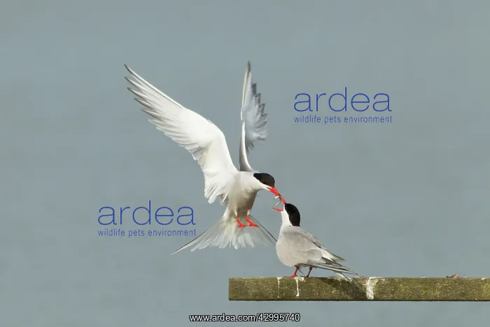 : Common Tern - food pass : Common Tern - food pass