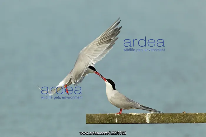 : Common Tern - food pass : Common Tern - food pass