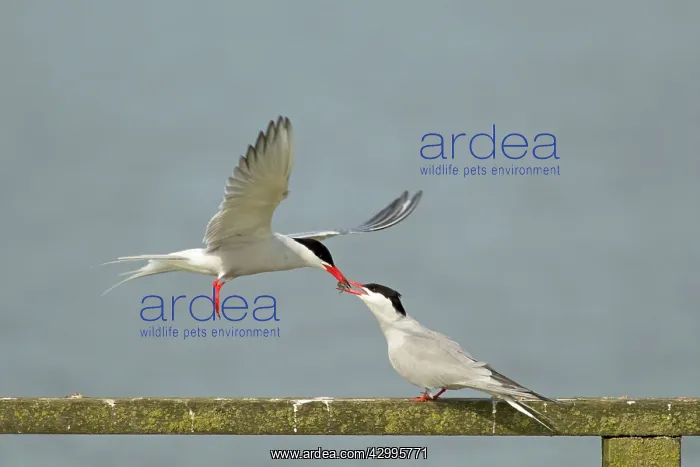 : Common Tern - food pass : Common Tern - food pass