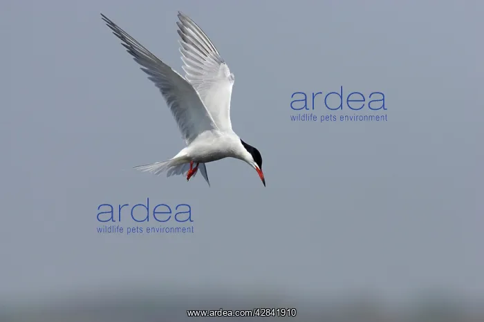 : Common Tern - hovering whilst hunting for fish : Common Tern - hovering whilst hunting for fish