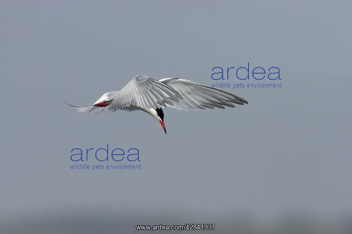 : Common Tern - hovering whilst hunting for fish : Common Tern - hovering whilst hunting for fish