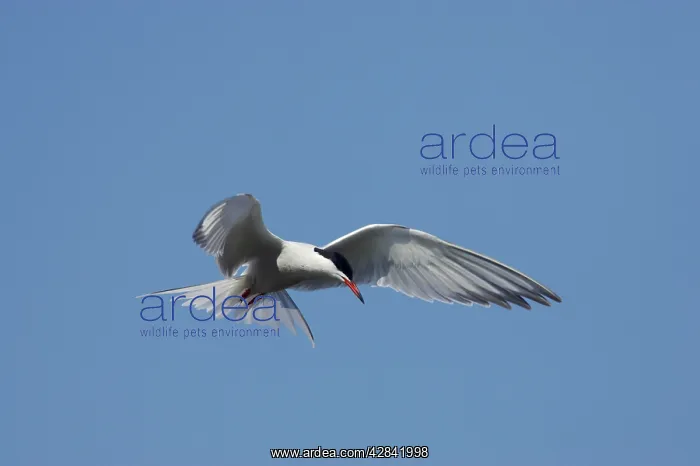 : Common Tern - hovering whilst hunting for fish : Common Tern - hovering whilst hunting for fish