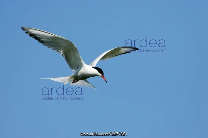 : Common Tern - Hovering whilst hunting for fish : Common Tern - Hovering whilst hunting for fish