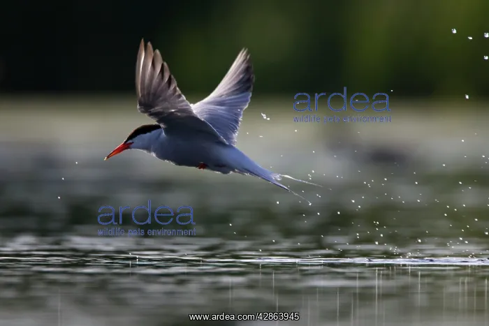: Common Tern - Lifting from water after a taking : Common Tern - Lifting from water after a taking