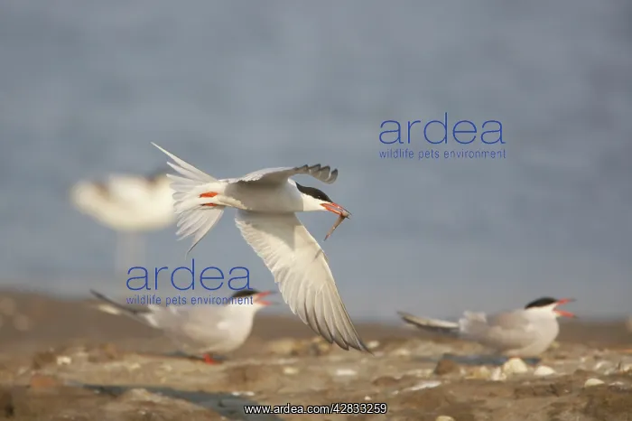 : Common Tern - Male bringing food for female : Common Tern - Male bringing food for female