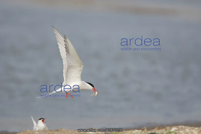 : Common Tern - Male bringing food for female : Common Tern - Male bringing food for female