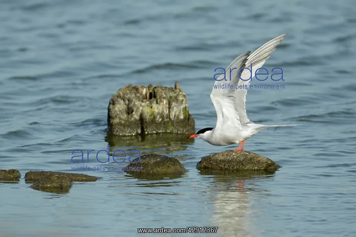 : Common Tern, - about to take off from stones in sea : Common Tern, - about to take off from stones in sea