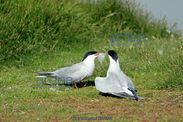 : Common Tern - pair courtship displaying, with fish offering : Common Tern - pair courtship displaying, with fish offering