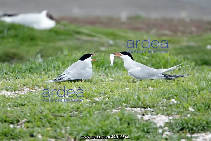 : Common Tern - pair courtship displaying, with fish offering : Common Tern - pair courtship displaying, with fish offering