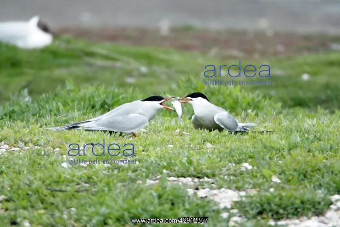 : Common Tern - pair courtship displaying, with fish offering : Common Tern - pair courtship displaying, with fish offering