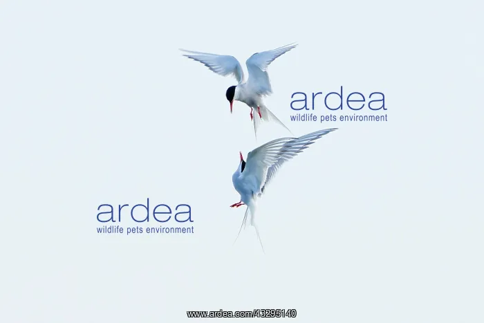: Common Tern - pair squabbling in flight : Common Tern - pair squabbling in flight