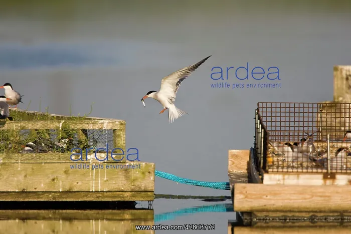 : Common Tern - Parent arriving with a sandeel at : Common Tern - Parent arriving with a sandeel at