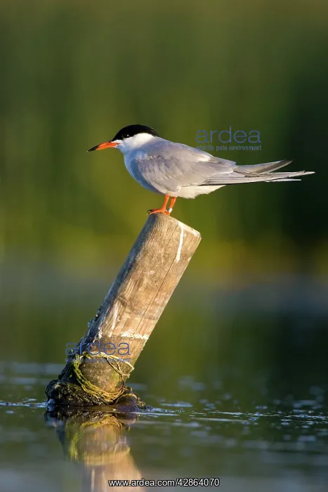 : Common Tern - Perched on favourite perch near nest : Common Tern - Perched on favourite perch near nest
