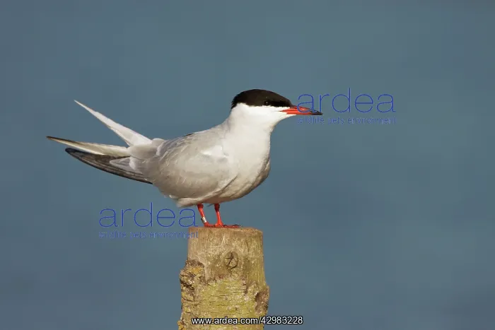 : Common Tern - perched on a vantage point overlooking : Common Tern - perched on a vantage point overlooking