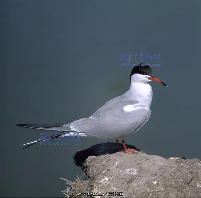 : Common Tern - on rock : Common Tern - on rock