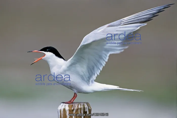 : Common Tern - screaming with open wings : Common Tern - screaming with open wings